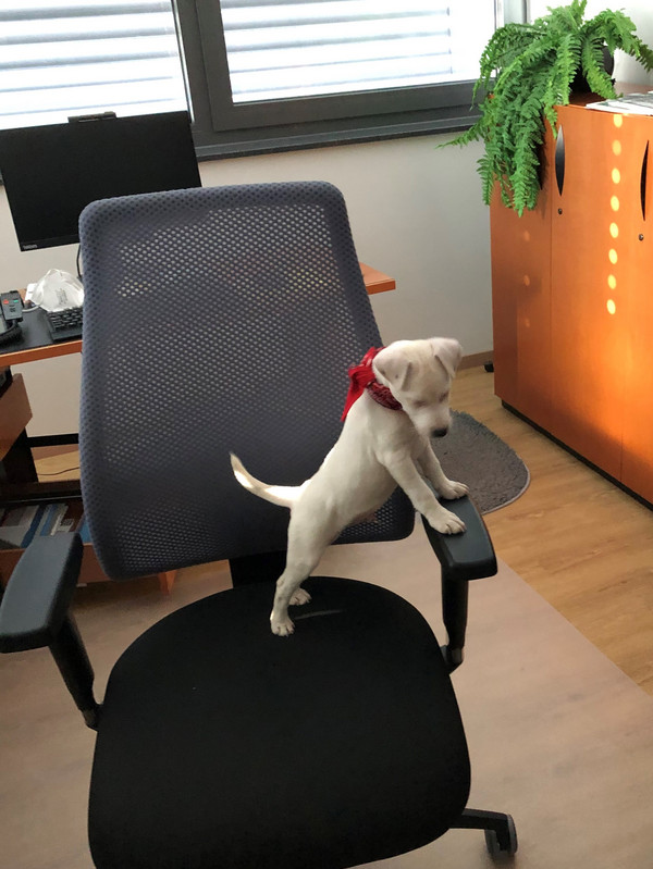 Office dog has started service